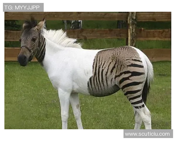 足球球星壁纸奇葩大揭秘 从奇异造型到搞笑瞬间背后的故事与创意解析 足球球星壁纸奇葩大揭秘 从奇异造型到搞笑瞬间背后的故事与创意解析